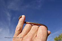 redbelly snake
