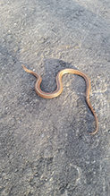 redbelly snake