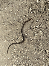 redbelly snake