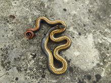ring-necked snake