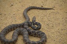 western fox snake