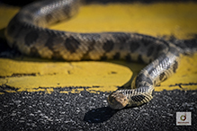 western fox snake