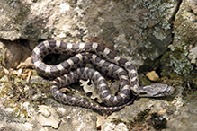 western ratsnake