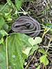 Dekay’s brown snake