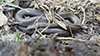 Dekay’s brown snake