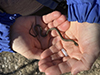 common garter snake