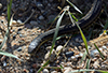 common garter snake