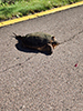 common snapping turtle