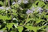 common garter snake