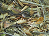 common garter snake