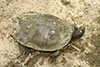 false map turtle