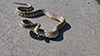 gopher snake