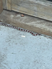 milksnake