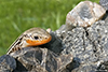 prairie skink