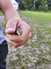 prairie skink