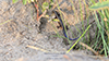 prairie skink