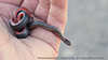 redbelly snake