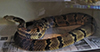 timber rattlesnake