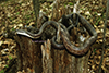 western ratsnake