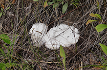 dog sick slime mold