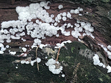 honeycomb coral slime mold