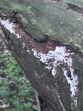 honeycomb coral slime mold
