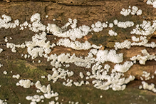 honeycomb coral slime mold
