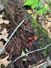 red raspberry slime mold