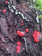 red raspberry slime mold