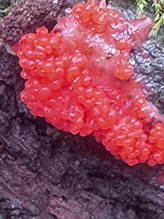 red raspberry slime mold
