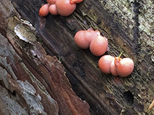 wolf’s milk slime mold