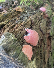 Is my Sculptamold mold growing actual mold? Wtf is this pink stuff 4 days  into drying? : r/TerrainBuilding