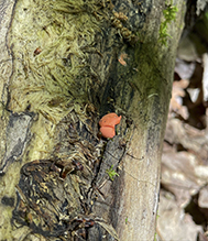 wolf’s milk slime mold