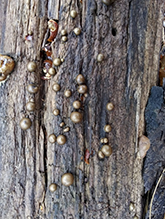 wolf’s milk slime mold