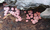 wolf’s milk slime mold