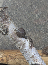 flamed tigersnail - Featured photo