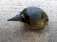 great pond snail