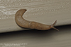 gray field slug