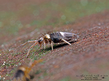 slender springtail (Entomobrya clitellaria f. albocincta)