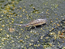 slender springtail (Homidia socia)