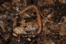 common earthworm