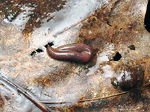 common earthworm