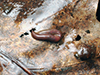 common earthworm