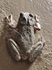 Holarctic Treefrog (Dryophytes sp.)