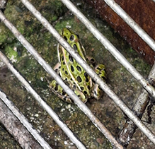 Click to enlarge Northern Leopard Frog 28