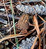 American Toad