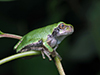 Holarctic Treefrog (Dryophytes sp.)