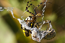 banded garden spider
