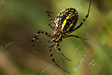 banded garden spider