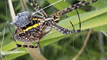 banded garden spider